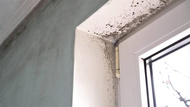 Certified Mold Removal in Mariemont, OH