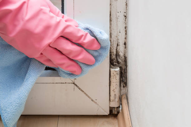 Best Toxic Mold Removal  in Mariemont, OH