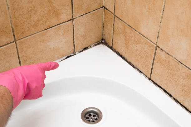 Professional Mold Removal in Mariemont, OH